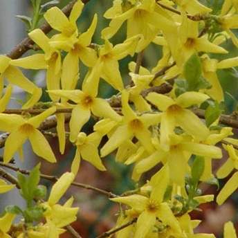 Forsythie 'Spectabilis' - Image 3