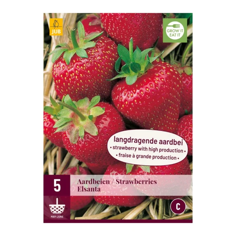 Fragaria Erdbeere Elsanta (Tasche 5 Stück)