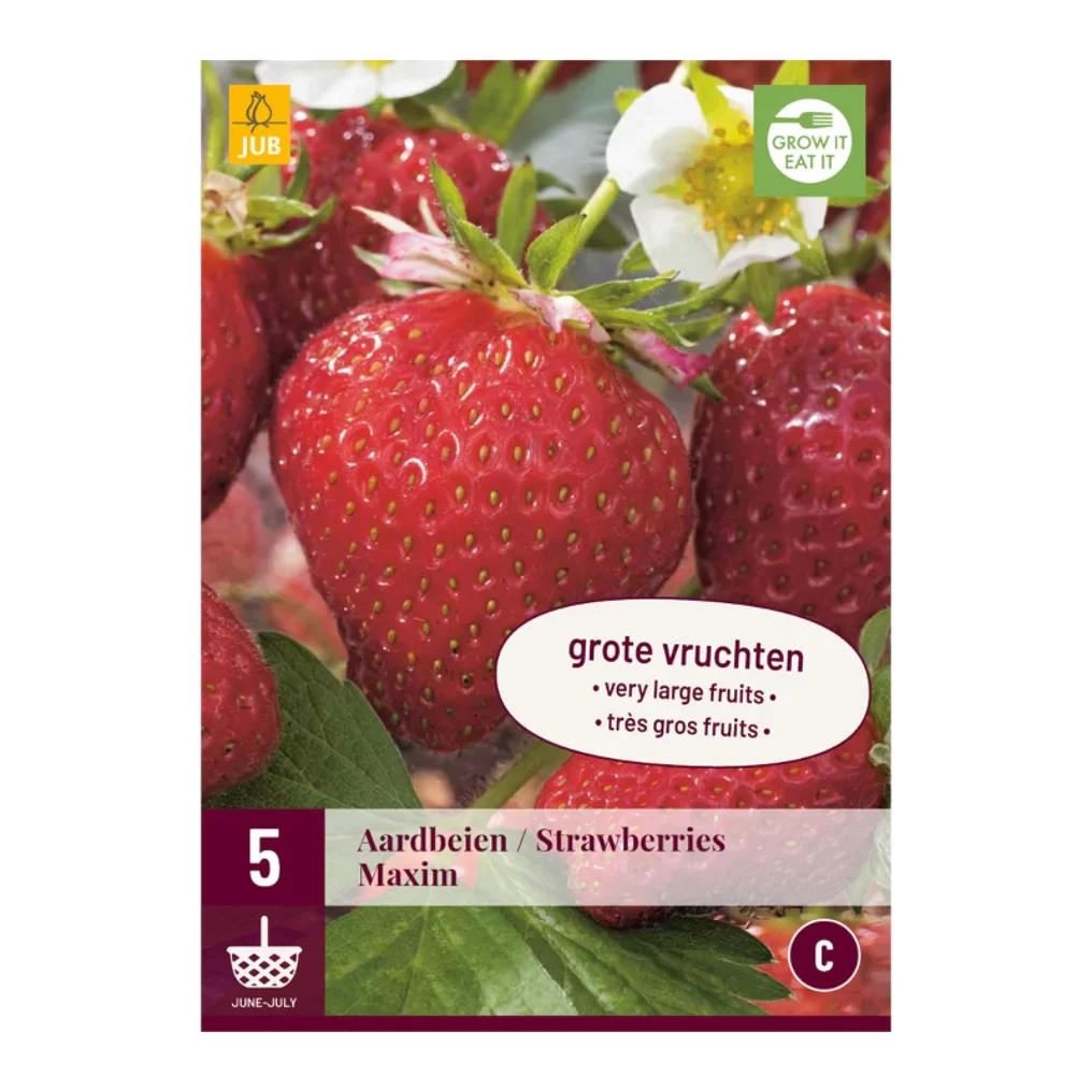 Fragaria Erdbeere Maxim (Tasche 5 Stück)
