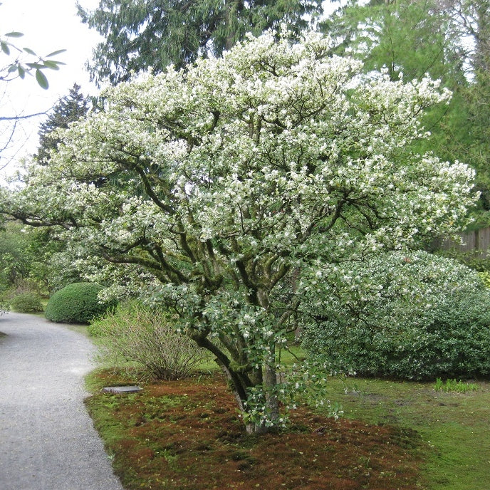 Frühlingsduftblüte - Image 2