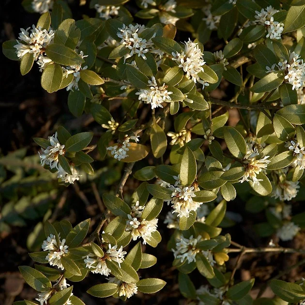 Frühlingsduftblüte - Image 4