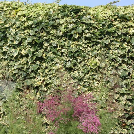 Vorschaubild 2