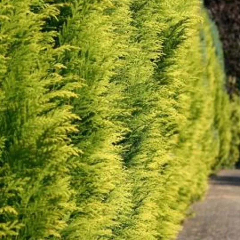 Gelbe Gartenzypresse 'Stardust' - Image 3