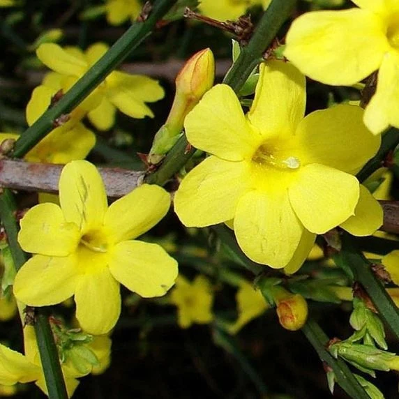 Gelber Winterjasmin - Image 2