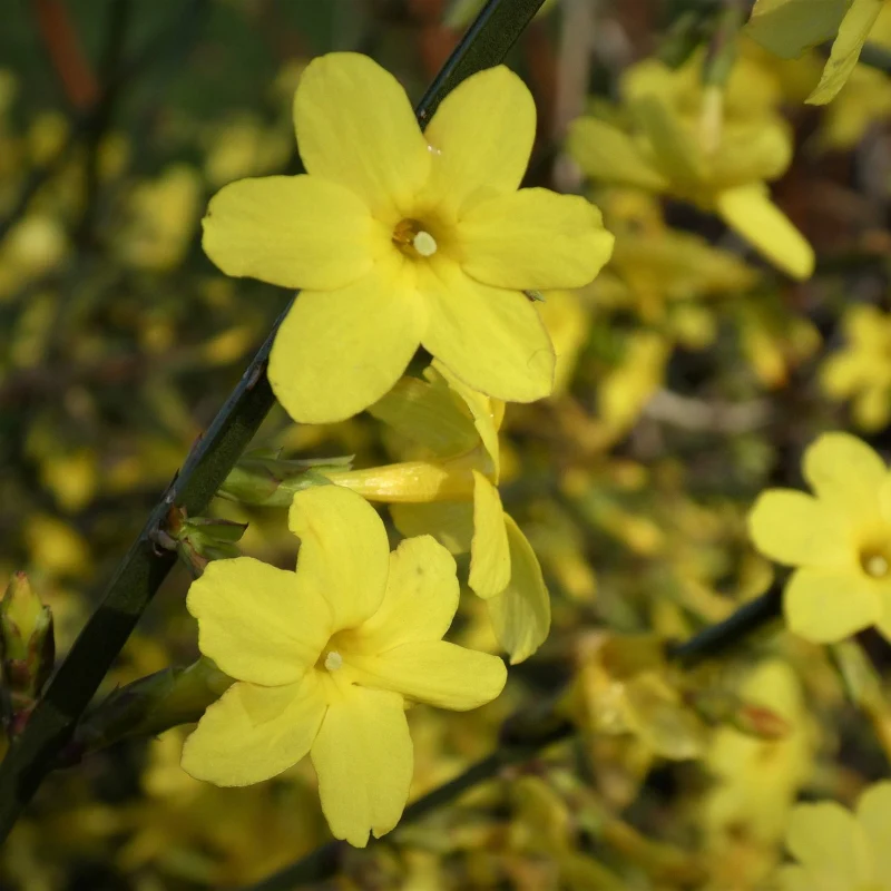 Gelber Winterjasmin - Image 3