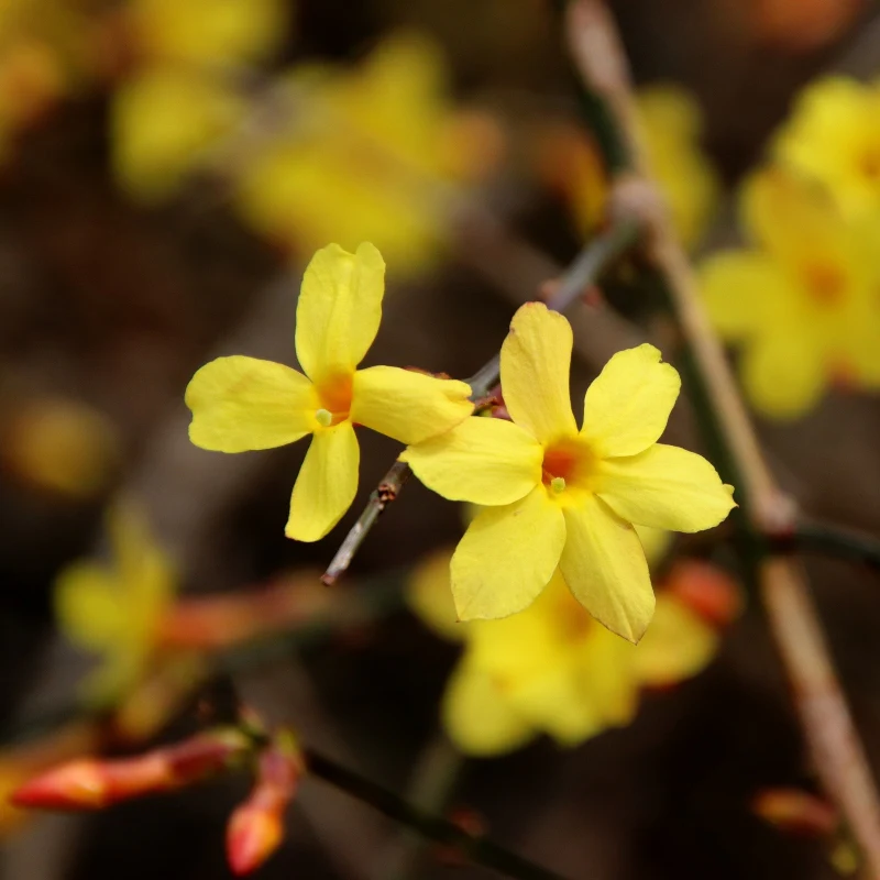 Gelber Winterjasmin - Image 4