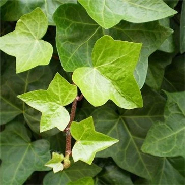 Gewöhnlicher Efeu - Image 3