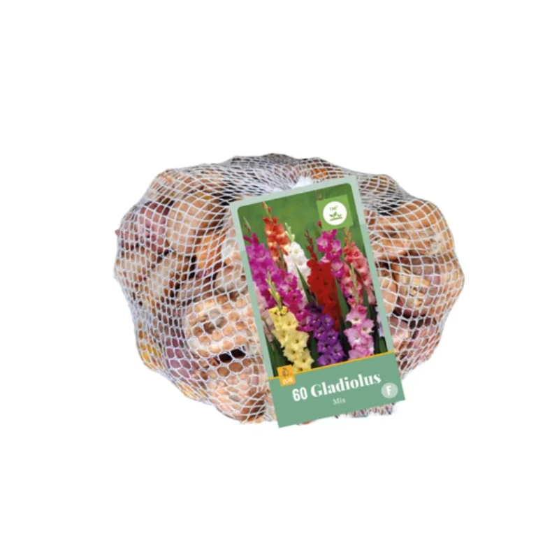 Gladiole Mischung  (Netztasche 60 Stück)