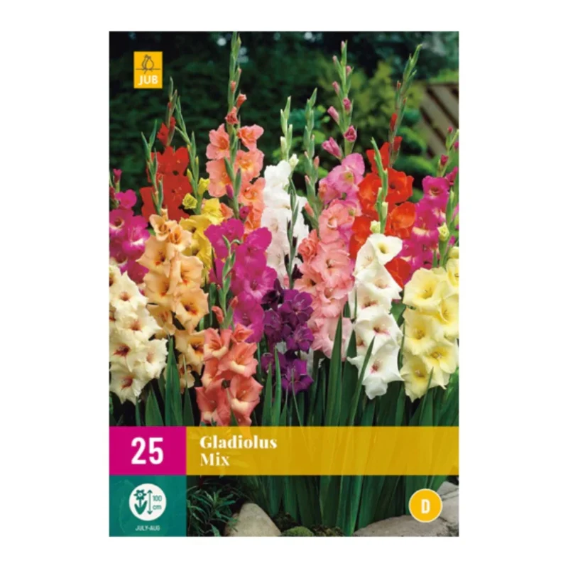 Gladiole-Mischung (XXL-Tasche 25 Stück)