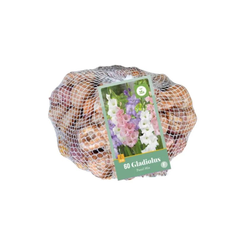 Gladiole Pastel-Mischung (Netztasche 60 Stück)