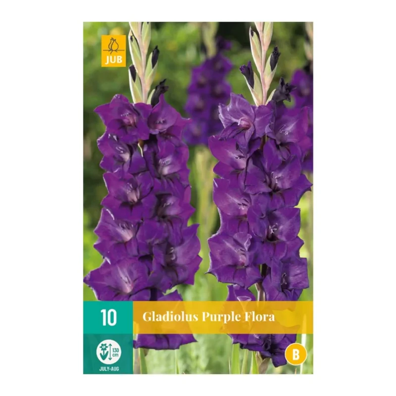Gladiole Purple Flora (Tasche 10 Stück)