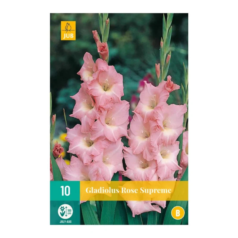 Gladiole Rose Supreme (Tasche 10 Stück)