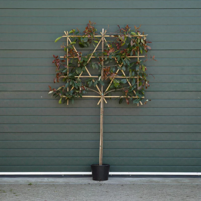 Glanzmispel als Spalierbaum - Image 3