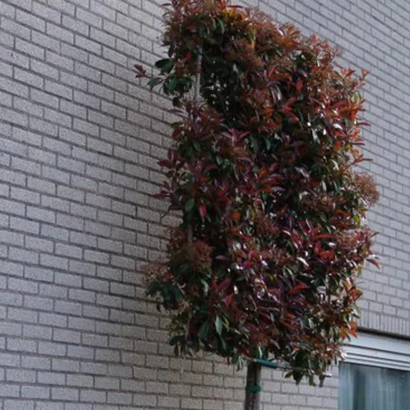 Glanzmispel als Spalierbaum - Image 4