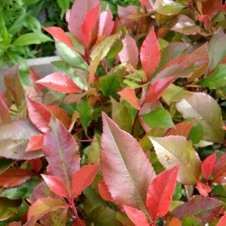 Glanzmispel 'Little Red Robin' - Image 3