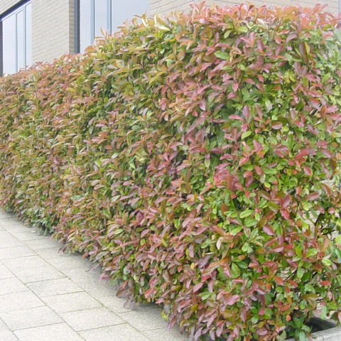 Glanzmispelhecke - Image 3