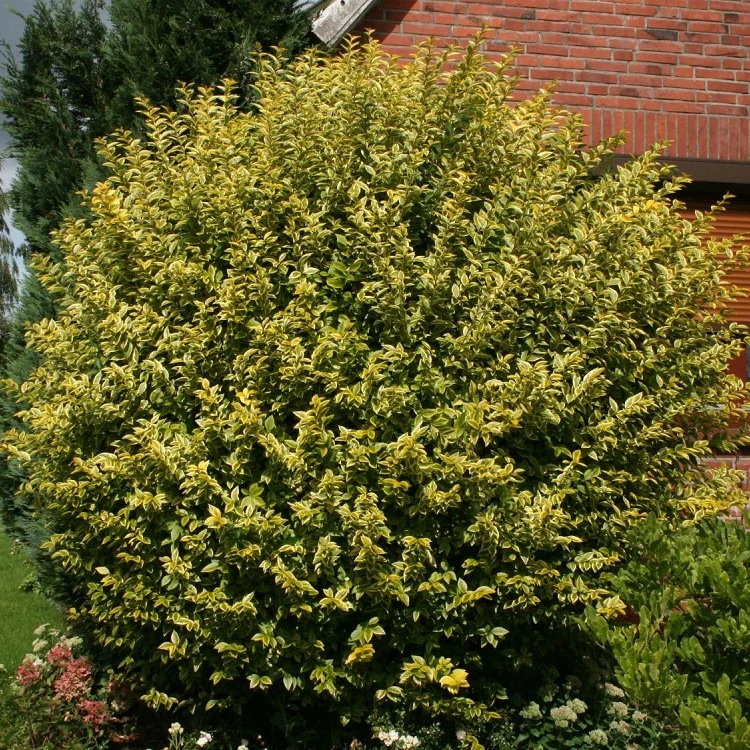 Goldliguster - Image 2