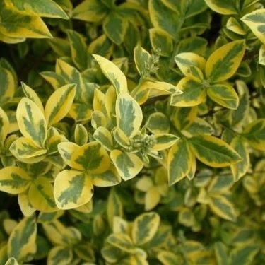 Goldliguster - Image 3