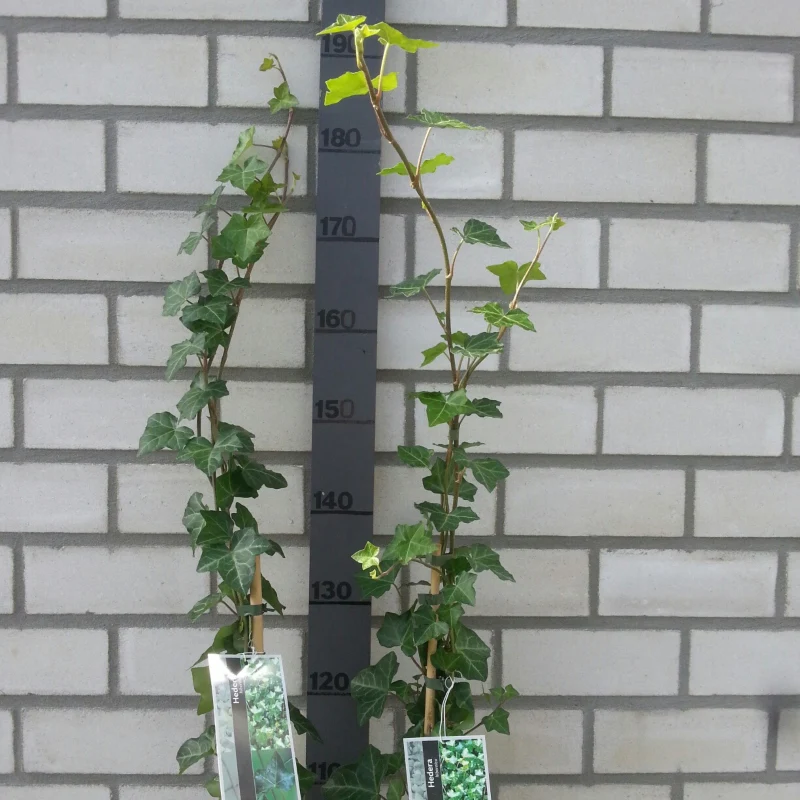 Großblättriger Irischer Efeu - Image 5