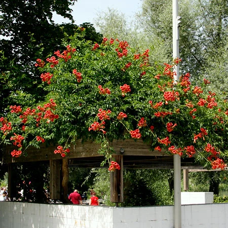 Große Klettertrompete orange - Image 3