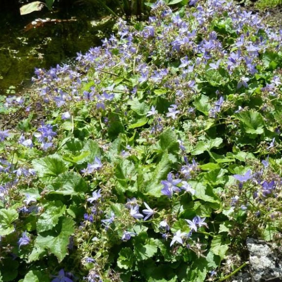 Hängepolster-Glockenblume violett-blau - Image 3