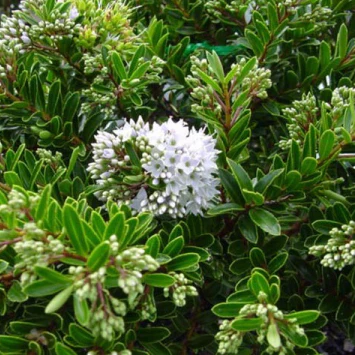Hebe buxifolia - Image 2