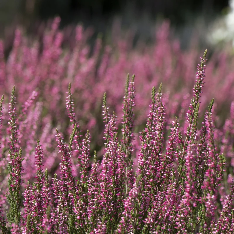 Winterblühende Heide rosa