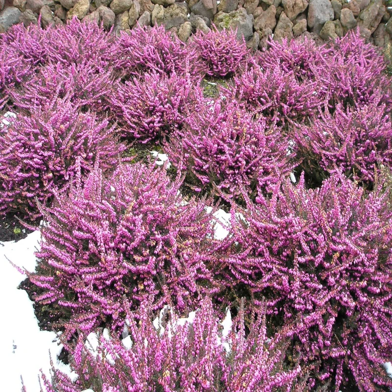Winterblühende Heide rosa - Image 2