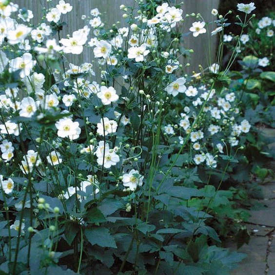 Herbstanemone weiß - Image 3