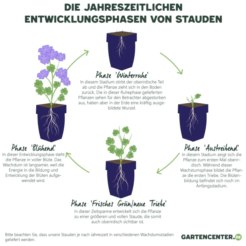 Herbstanemone weiß - Image 5