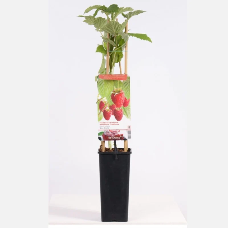 Himbeere - Image 3