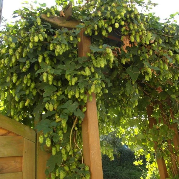 Hopfen - Image 2