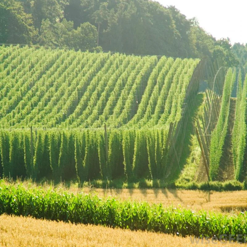 Hopfen - Image 3