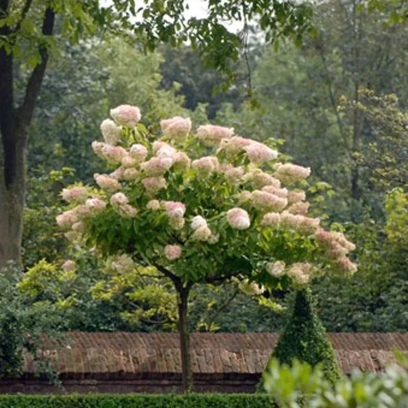 Hortensie 'Vanille Fraise' - Image 3