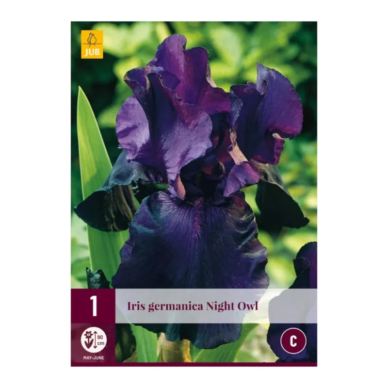 Iris Germanica Night Owl (Tasche 1 Stück)