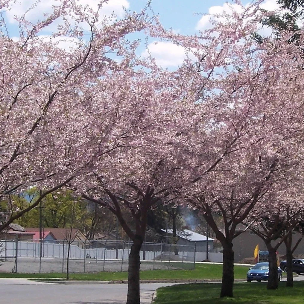 Japanische Blütenkirsche 'Autumnalis Rosea' - Image 3