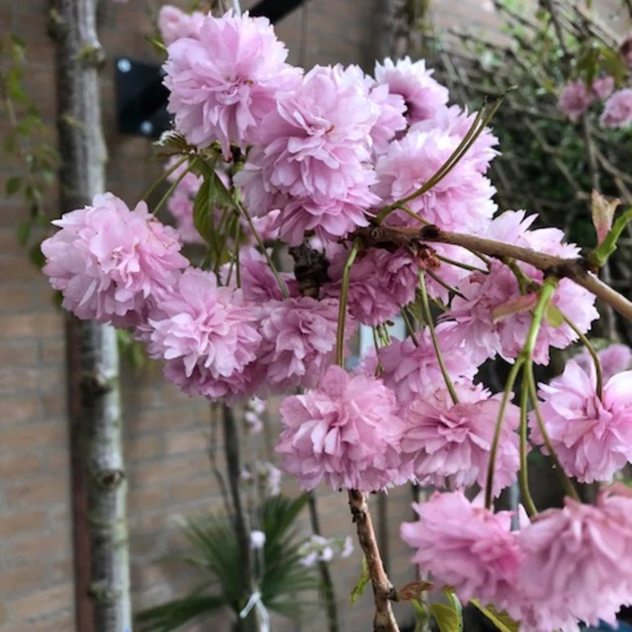 Japanische Hänge-Blütenkirsche 'Kiku-shidare-zakura' - Image 3