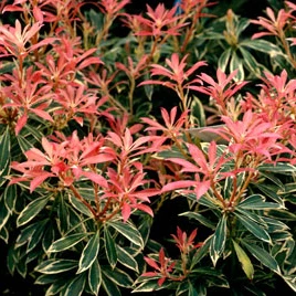 Japanische Lavendelheide 'Flaming Silver' - Image 2