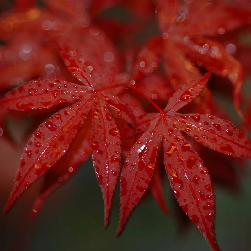 Japanischer Ahorn rot - Image 3