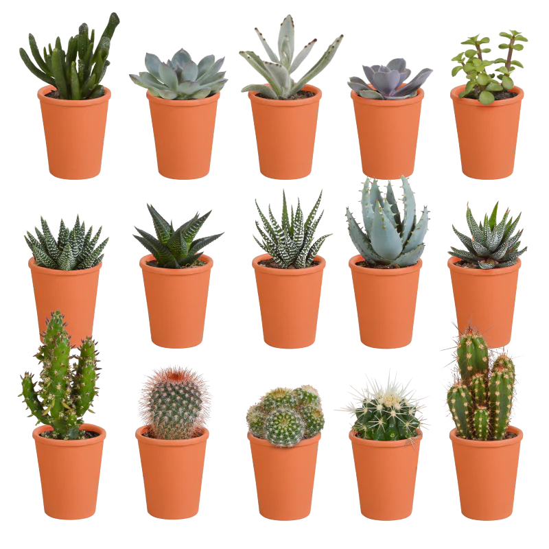 Kakteen und Sukkulenten Mix 15 Stück im Terracotta-Topf 5,5 cm Ø