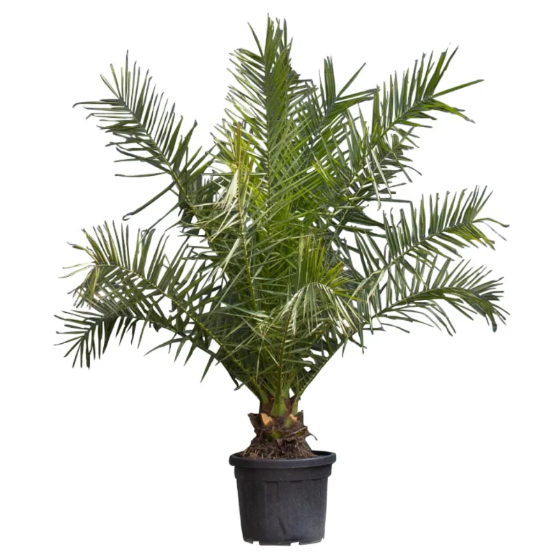 Kanarische Dattelpalme - Image 3