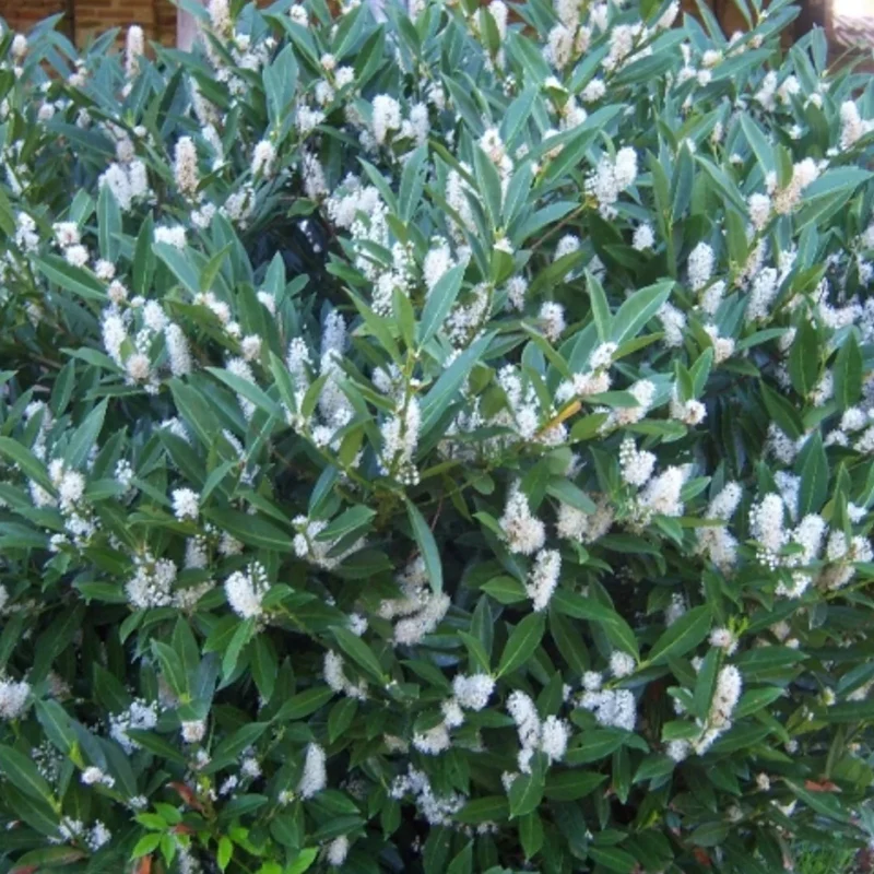 Kirschlorbeer 'Mano' - Image 3