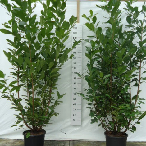 Kirschlorbeer 'Rotundifolia' - Image 3