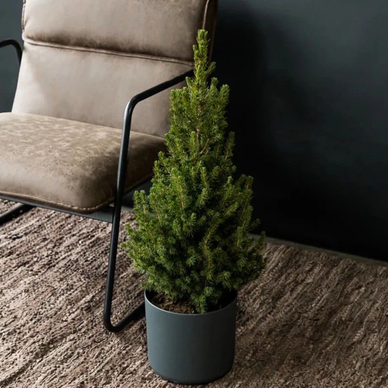 Kleiner Weihnachtsbaum im Topf - Image 3