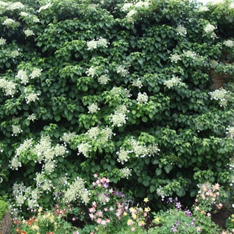 Kletterhortensie 'Petiolaris' - Image 3