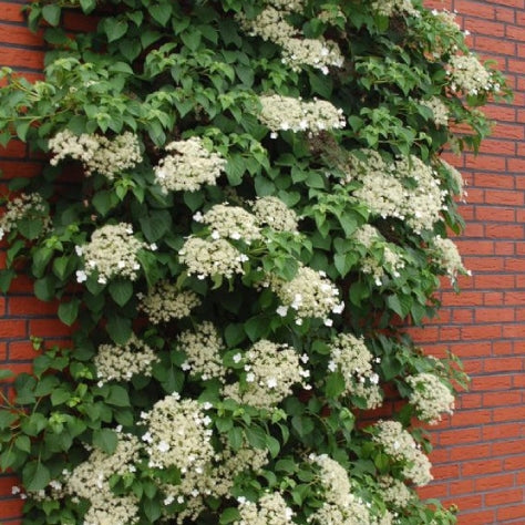 Kletterhortensie 'Petiolaris' - Image 4