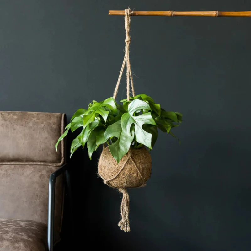 Kokodama-Ampel Monstera Minima - Image 3