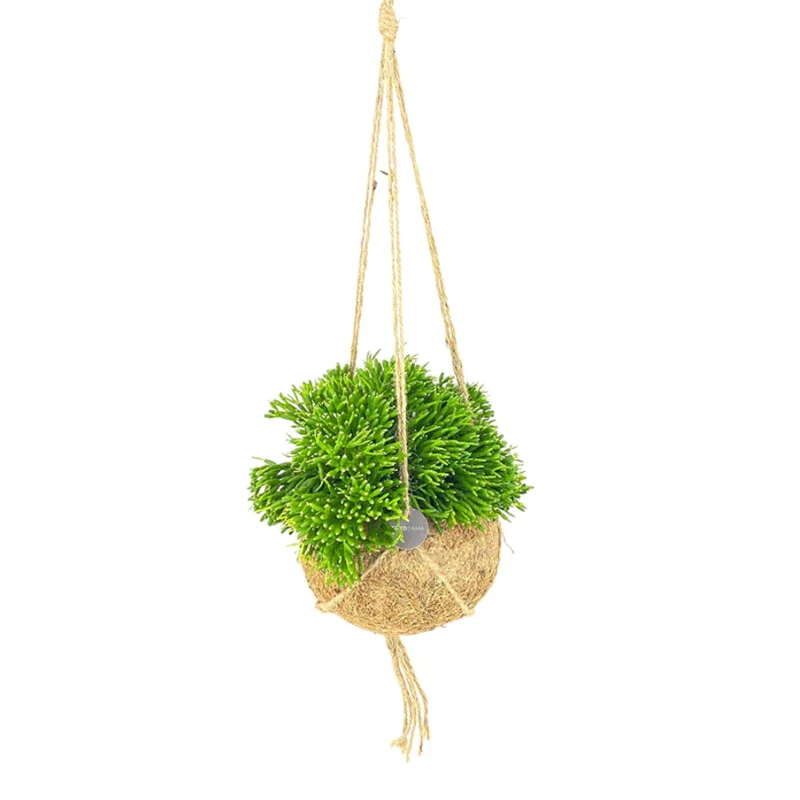 Kokodama-Ampel-Set Rhipsalis - Image 3