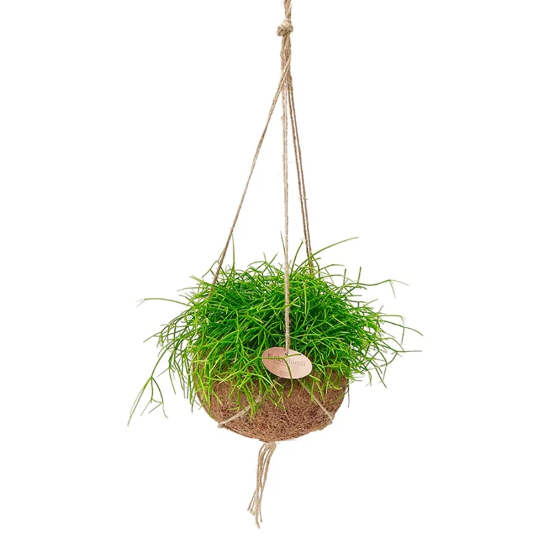 Kokodama-Ampel-Set Rhipsalis - Image 4