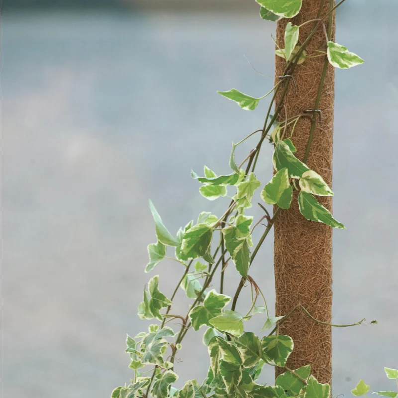 Kokospflanzstäbe - Image 2